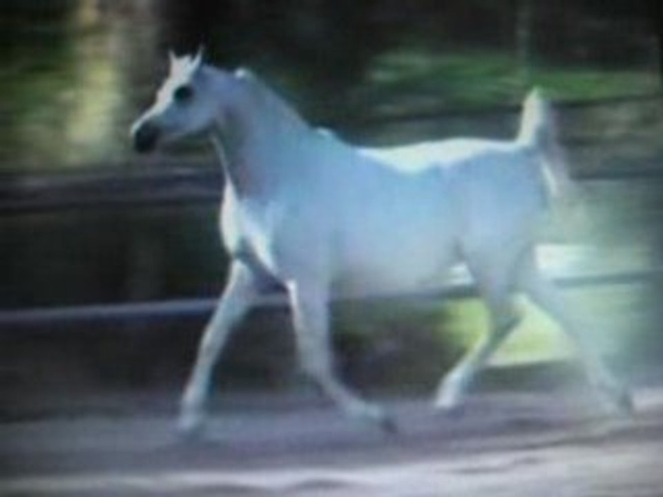 Les chevaux arabes