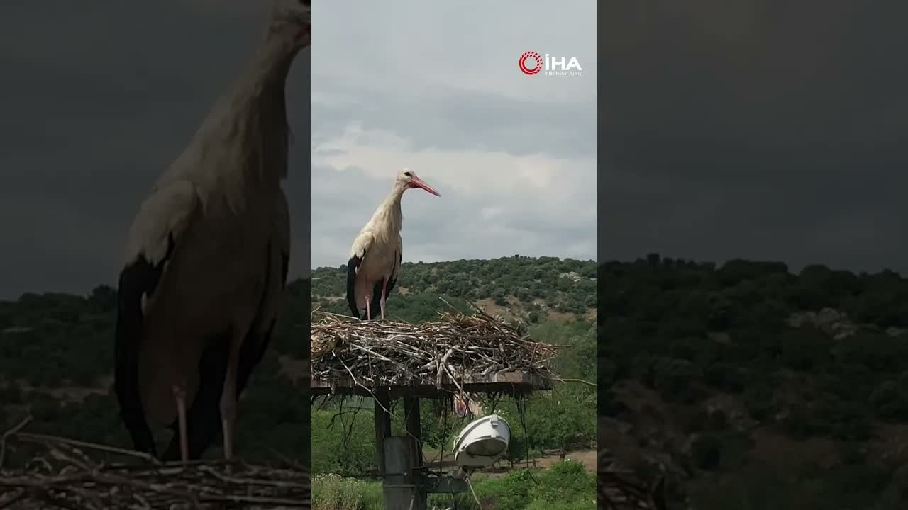 Bursa'nın "Leylek şehri"ne dönüşen mahallesinde 37 yuva bulunuyor