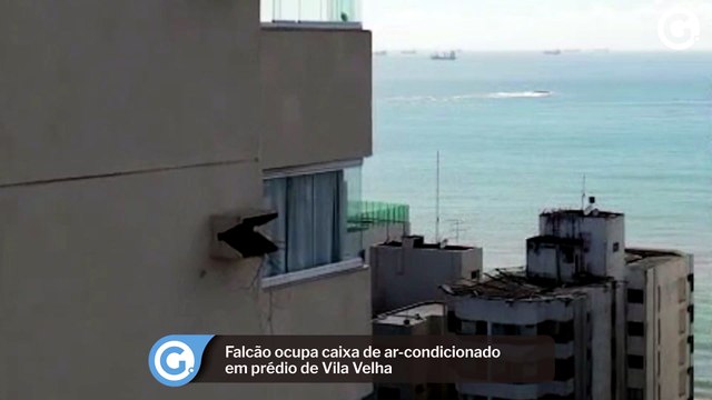 Falcão Ocupa Caixa De Ar-condicionado Em Prédio De Vila Velha