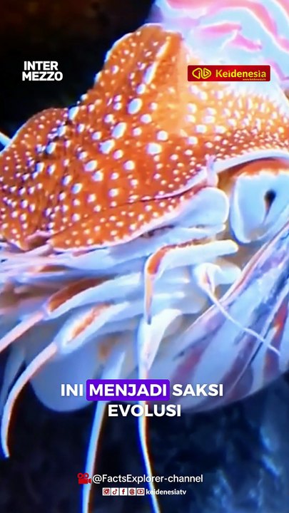 Nautilus, Fosil Hidup yang Telah Ada Sejak 500 Juta Tahun Lalu