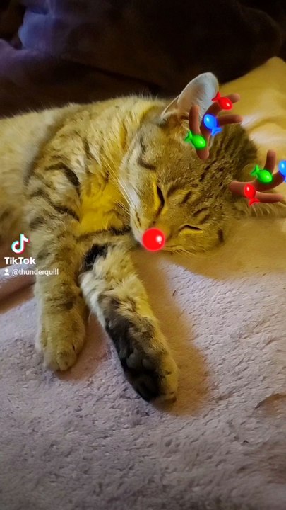 Reindeer Kitty in June