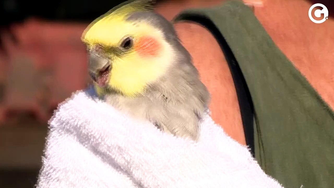 Calopsita de sobrevivente de tragédia é recuper...