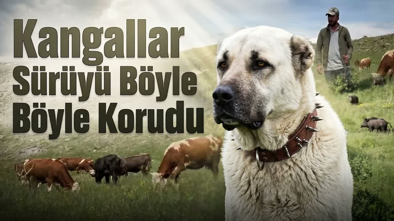 Kangallardan Özel Taktik: Domuz Sürüsünü Bölgeden Böyle Geri Püskürttü