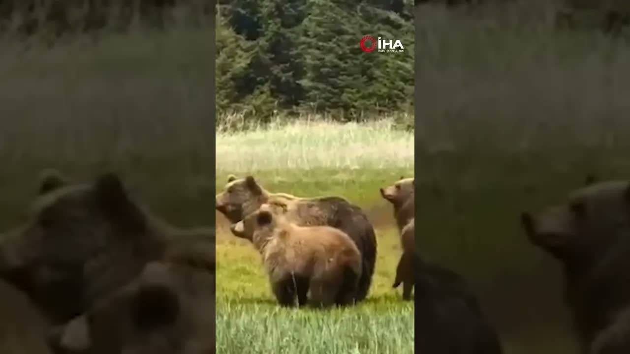 Bolu'da anne ayı ve yavruları kameraya yansıdı