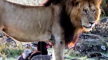 Rare Wildlife Encounter Male Lion and Lioness Peacefully Ignore Wild Eagle on Safari