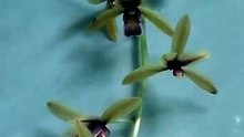 The wild #orchid has given birth of a beautiful #flower #foryou
