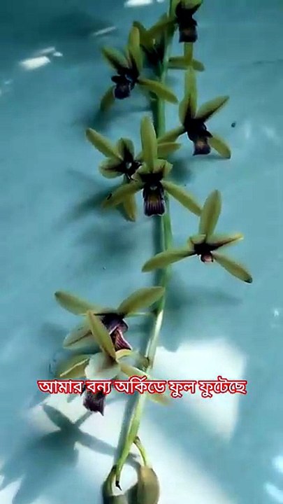 The wild #orchid has given birth of a beautiful #flower #foryou