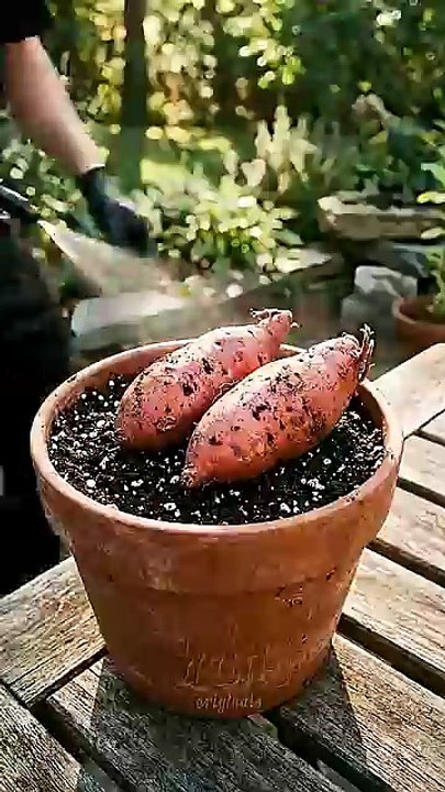 Unlock Your Courtyard's Potential- Ultimate Vegetable Planting Guide