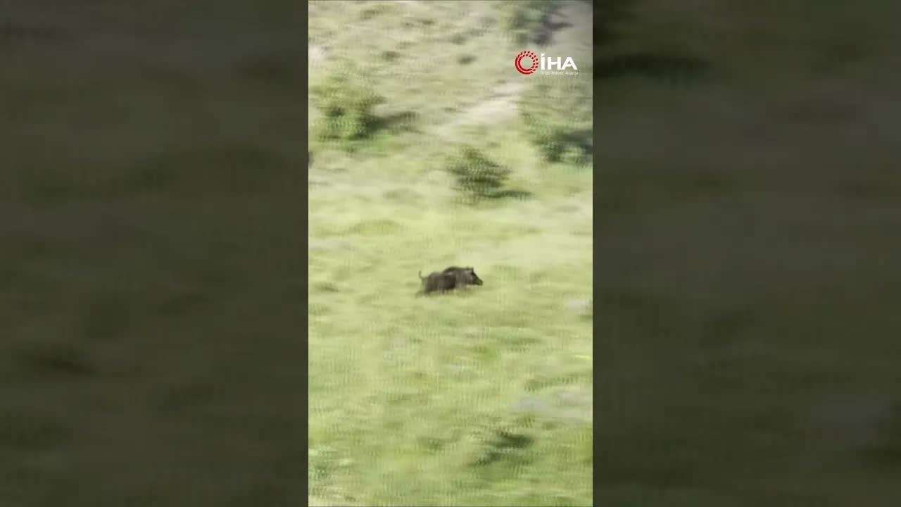Domuzlara Geçit Vermeyen Kangallar Sürüyü Böyle Korudu!