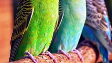 Viral budgies and goose