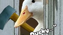 “Here’s_Ducky..