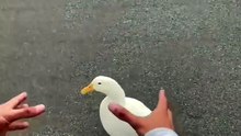How_to_Pick_Up_a_Duck🦆