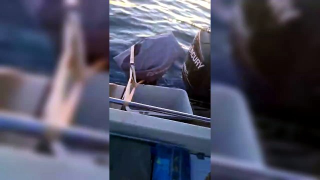 Livorno, uno squalo Mako di due metri davanti ad Antignano
