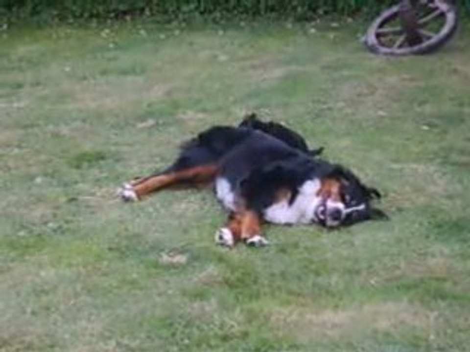 Daisy-Couette et Chipie-Couette