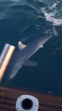 Squalo Mako catturato al largo di Calafuria