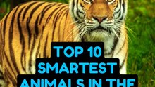 Top 10 Smartest Animals in the World #shorts #animal