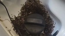 Ants swarm petrol
