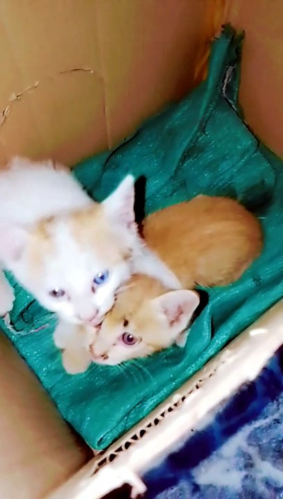 Tiny Kitten's First Safe Home 🥹❤️