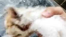 Tiny Kitten's First Safe Home 🥹❤️