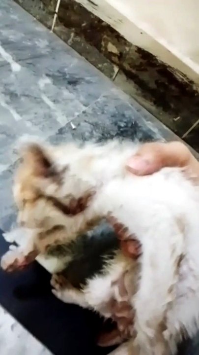 Tiny Kitten's First Safe Home 🥹❤️
