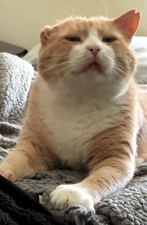 Adonis making biscuits