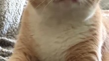 Adonis making biscuits