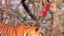 Tiger is more powerful #trending #viral #tiger #animals #wildanimals