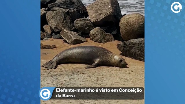 Elefante-marinho é visto em Conceição da Barra