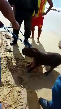 Capivara é resgatada na Praia da Costa, em Vila Velha
