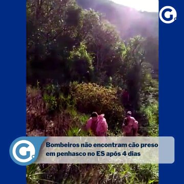 Após 4 dias, bombeiros não localizam cachorro preso em penhasco no ES