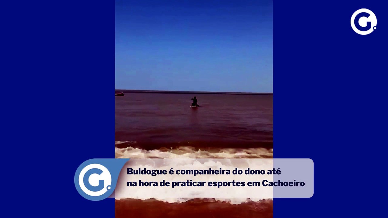 Buldogue é companheira do dono até na hora de p...