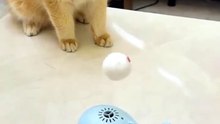 Whale Air Jet Floating Ball Cat Toy – Interactive Electric Air Levitation Toy for Cats