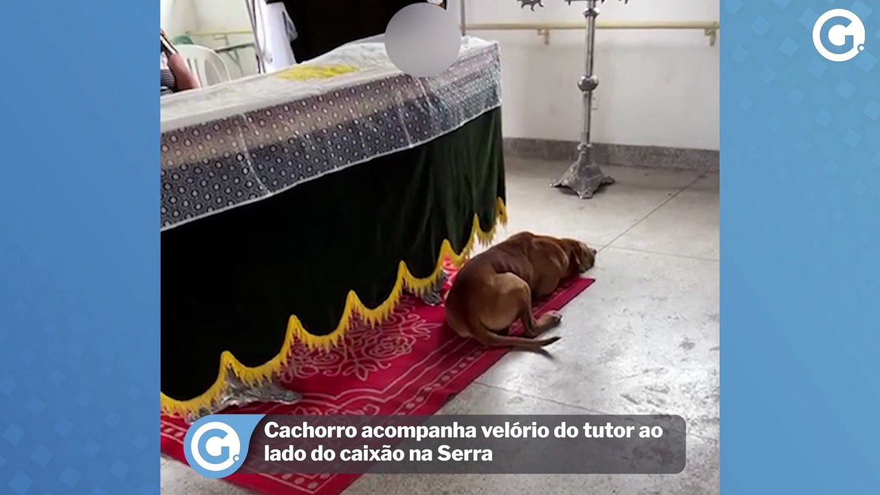 Cachorro acompanha velório do tutor ao lado do caixão na Serra