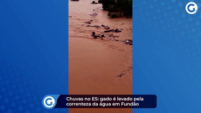 Chuvas no ES: gado é levado pela correnteza da água em Fundão
