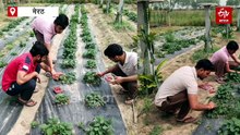 ड्रैगन फ्रूट और स्ट्रॉबेरी के साथ किसानों की लाखों में कमाई की गारंटी, बस इस तरीके को आजमाएं