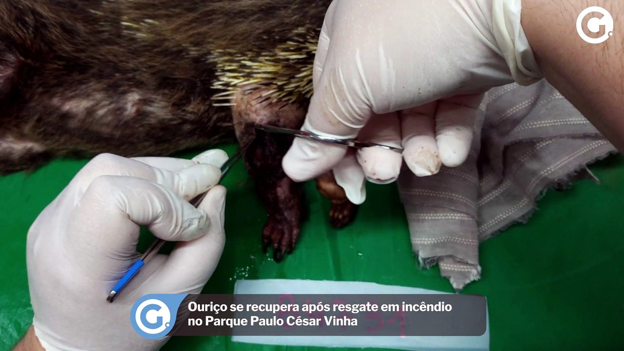 Ouriço se recupera após resgate em incêndio no Parque Paulo César Vinha