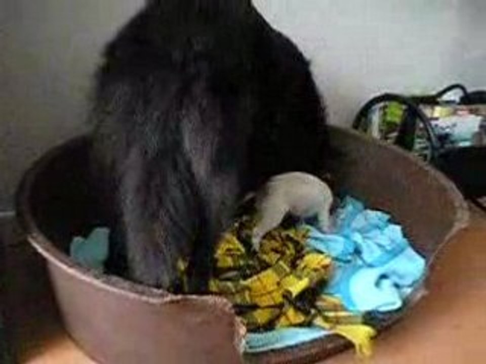 Groenendaels et chihuahua