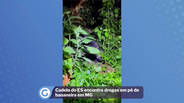 Cadela do ES encontra drogas em pé de bananeira em MG
