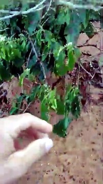 Após granizo, lavoura de café é afetada em São Roque do Canaã