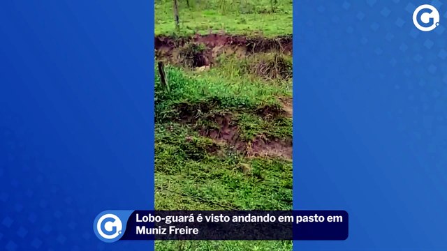Lobo-guará é visto andando em pasto em Muniz Freire