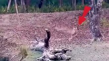 Tiger attack for lighting speed for deer kid #wildlife #wildanimals #animals #trending #hunt #tiger