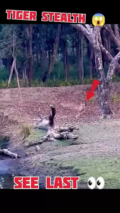 Tiger attack for lighting speed for deer kid #w...