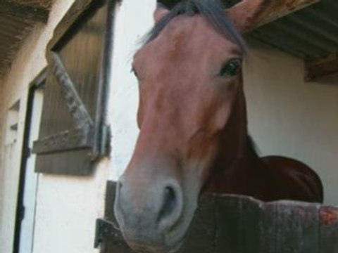 Les chevaux et poneys du club