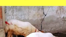 Dumby Ki Chakky Ko Dekho 😍