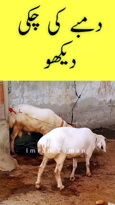 Dumby Ki Chakky Ko Dekho 😍