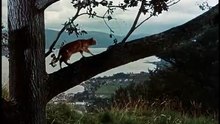 Three Lives of Thomasina Trailer