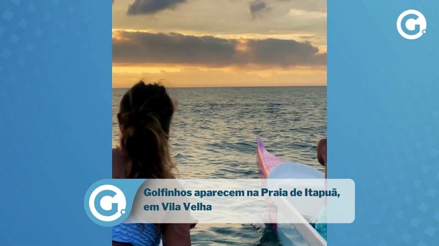 Golfinhos aparecem na Praia de Itapuã, em Vila Velha