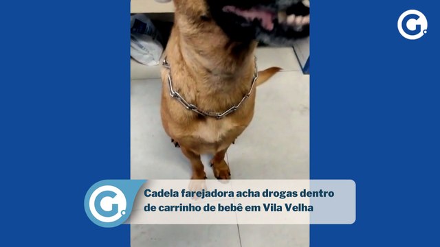 Cadela farejadora acha drogas dentro de carrinho de bebê em Vila Velha