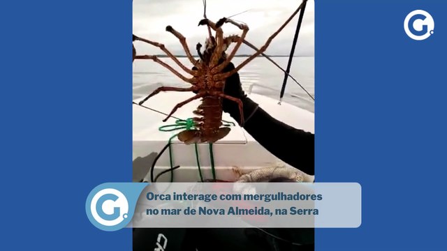 Orca interage com mergulhadores no mar de Nova Almeida, na Serra
