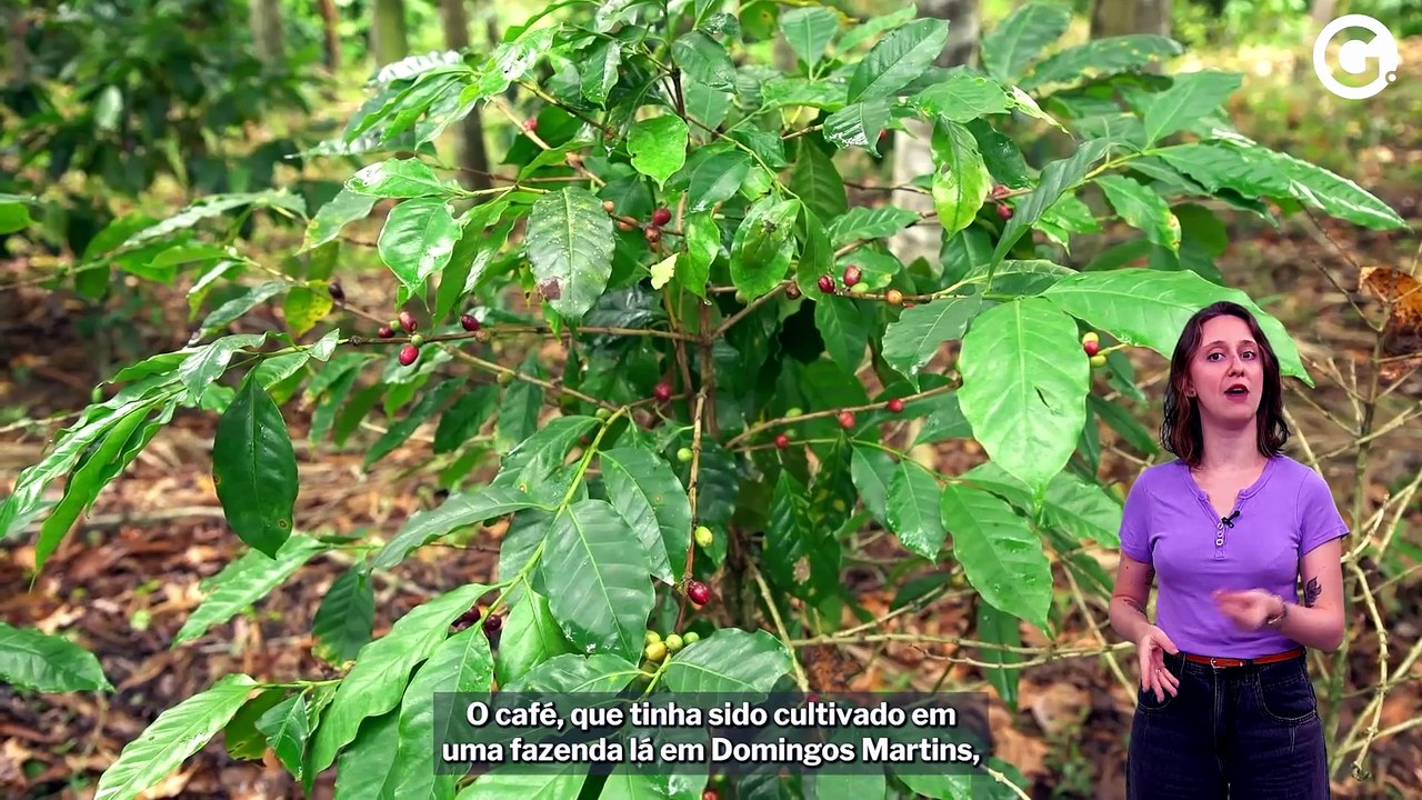 Café do Jacu: a história da bebida feita a partir das fezes de uma ave